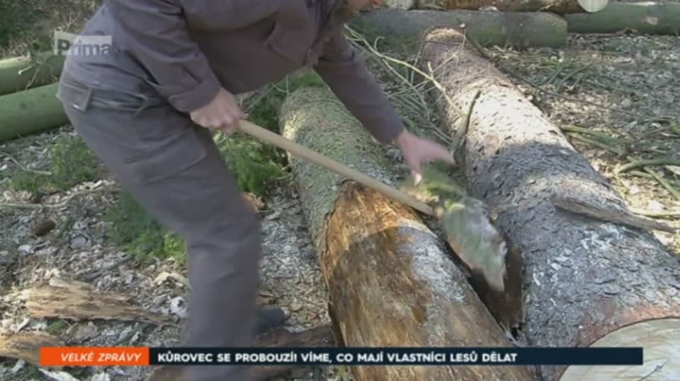7. 4. 2019 VELKÉ ZPRÁVY: KŮROVEC SE PROBOUZÍ! VÍME, CO MAJÍ VLASTNÍCI LESŮ DĚLAT